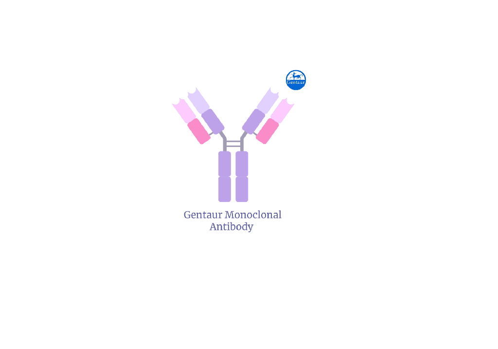 [30-MA-CD8-6] Anti-human T-Cell Surface Glycoprotein CD8. IgG fraction (Monoclonal)